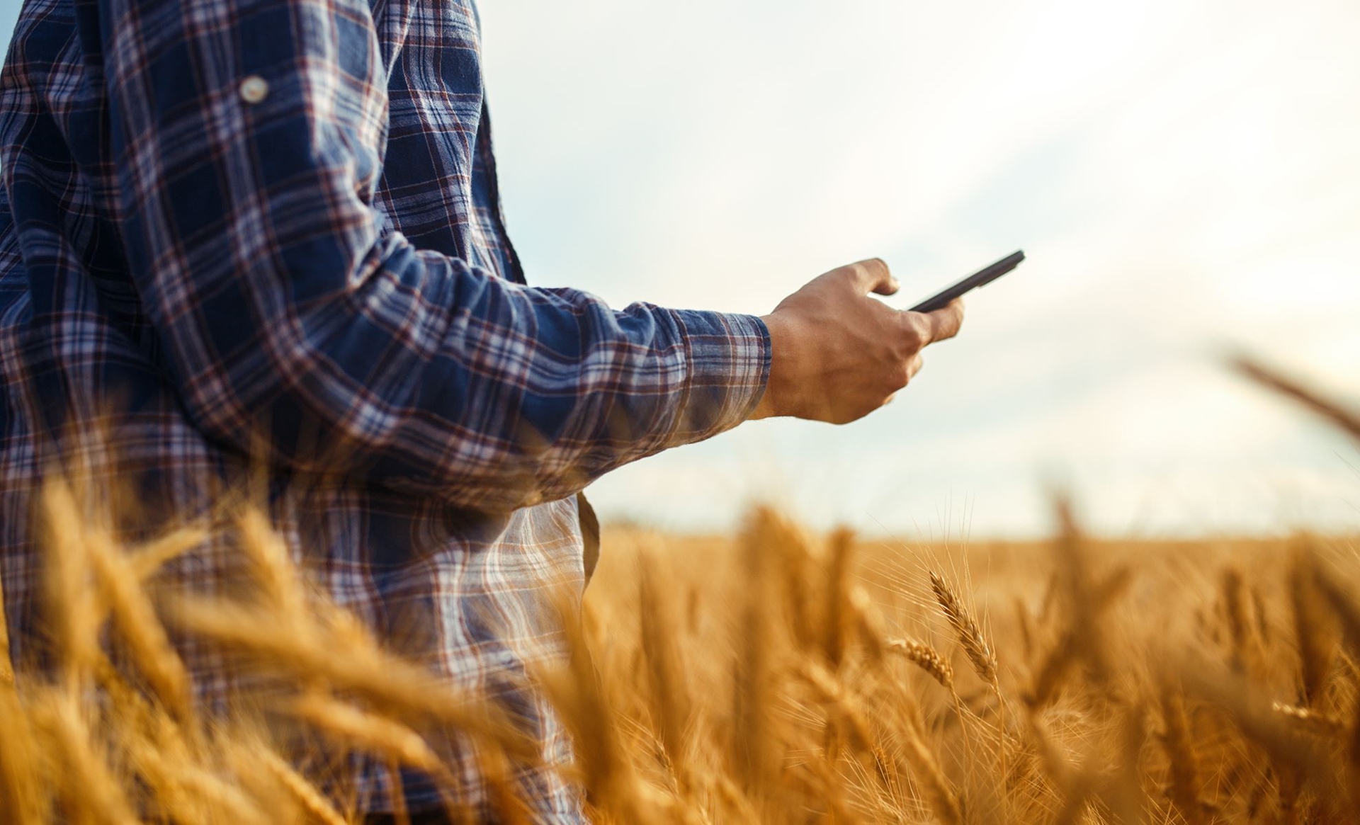 Man in a wheat field on his phone